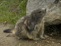 Marmota marmota 64, Saxifraga-Willem van Kruijsbergen