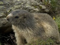 Marmota marmota 65, Saxifraga-Willem van Kruijsbergen