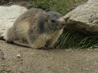 Marmota marmota 67, Saxifraga-Willem van Kruijsbergen