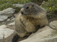 Marmota marmota 68, Saxifraga-Willem van Kruijsbergen