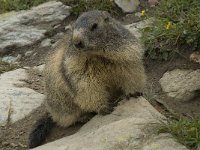 Marmota marmota 69, Saxifraga-Willem van Kruijsbergen
