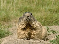 Marmota marmota 7, Saxifraga-Jan van der Straaten
