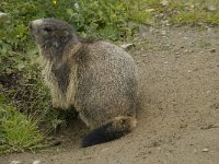 Marmota marmota 70, Saxifraga-Willem van Kruijsbergen