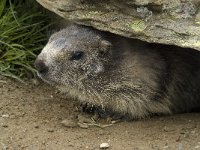 Marmota marmota 74, Saxifraga-Willem van Kruijsbergen