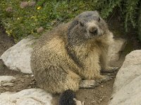 Marmota marmota 75, Saxifraga-Willem van Kruijsbergen