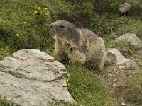 Marmota marmota 77, Saxifraga-Willem van Kruijsbergen