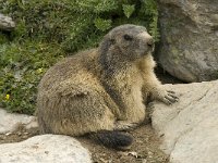 Marmota marmota 78, Saxifraga-Willem van Kruijsbergen