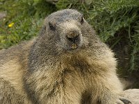 Marmota marmota 79, Saxifraga-Willem van Kruijsbergen