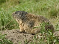 Marmota marmota 8, Saxifraga-Jan van der Straaten