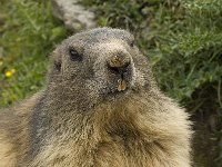 Marmota marmota 80, Saxifraga-Willem van Kruijsbergen