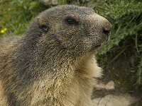 Marmota marmota 81, Saxifraga-Willem van Kruijsbergen