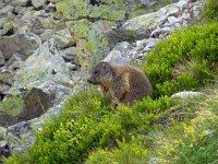 Marmota marmota 84, Saxifraga-Ed Stikvoort