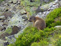 Marmota marmota 85, Saxifraga-Ed Stikvoort