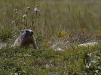 Marmota marmota 87, Saxifraga-Jan Nijendijk