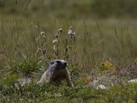 Marmota marmota 88, Saxifraga-Jan Nijendijk