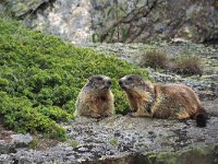 Marmota marmota 89, Saxifraga-Hans Dekker