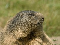 Marmota marmota 9, Saxifraga-Jan van der Straaten