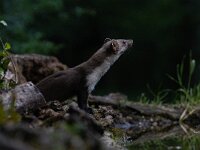 Martes foina 15, Steenmarter-Saxifraga-Luc Hoogenstein : Frankrijk, Pyreneeen