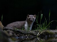 Martes foina 18, Steenmarter-Saxifraga-Luc Hoogenstein : Frankrijk, Pyreneeen