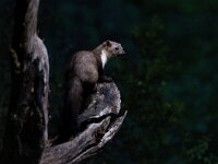 Martes foina 22, Steenmarter-Saxifraga-Luc Hoogenstein : Frankrijk, Pyreneeen