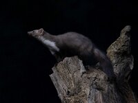 Martes foina 24, Steenmarter-Saxifraga-Luc Hoogenstein : Frankrijk, Pyreneeen