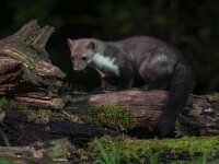 Shy Beech marten at night  Shy Beech marten (Martes foina) on log in natural habitat at night. This small nocturnal predator is indispensable for the ecological balance in an ecosystem : Netherlands, agile, animal, attic, background, beech, black, breasted, brown, carnivore, city, countryside, dark, darkness, europe, european, evening, fauna, foina, forest, france, fur, garden, germany, green, mammal, mammals, marten, martes, nature, night, nocturnal, one, outdoor, poland, portrait, predator, sitting, small, stone, uk, urban, view, weasel, white, wild, wildlife, wood, yard, young