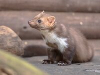 Beech marten resting in backyard  Beech Marten (Martes foina) also known as Stone Marten or House marten. Resting and relaxing in backyard of residential buiding : Netherlands, agile, alone, animal, animals, annoyance, attic, background, backyard, beast, beech, breasted, brown, building, carnivore, city, countryside, detail, environment, europe, european, fauna, foina, forest, generalist, harassment, house, mammal, marten, martes, nature, nobody, nocturnal, nuisance, one, outdoor, people, pest, pine, portrait, predator, sitting, stone, town, urban, village, weasel, white, wild, wildlife