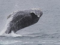 Megaptera novaeangliae, Humback Whale