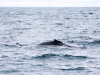 Megaptera novaeangliae 31, Bultrug, Saxifraga-Bart Vastenhouw