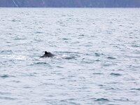 Megaptera novaeangliae 37, Bultrug, Saxifraga-Bart Vastenhouw