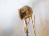 Micromys minutus 13, Dwergmuis, Saxifraga-Luc Hoogenstein : Dwergmuis