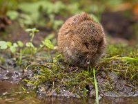 Vield vole (Microtus agrestis)  Vield vole (Microtus agrestis)  eating grass : Microtus, agrestis, animal, biology, brown, close-up, color, countryside, cute, eat, eating, ecology, fauna, feed, feeding, field, food, forage, grass, green, habitat, mammal, mouse, natural, nature, pest, rodent, small, sweet, uk, vole, wild, wildlife