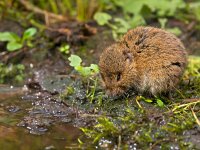 Vield vole (Microtus agrestis)  Vield vole (Microtus agrestis)  sitting on bank : Microtus, agrestis, animal, biology, brown, close-up, color, countryside, cute, ecology, fauna, field, grass, green, habitat, mammal, mouse, natural, nature, pest, rodent, small, sweet, uk, vole, wild, wildlife