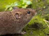 Vield vole (Microtus agrestis)  Vield vole (Microtus agrestis) close up : Microtus, agrestis, animal, biology, brown, close-up, color, countryside, cute, ecology, fauna, field, grass, green, habitat, mammal, mouse, natural, nature, pest, rodent, small, sweet, uk, vole, wild, wildlife