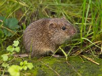 Vield vole (Microtus agrestis)  Vield vole (Microtus agrestis) is looking in camera : Microtus, agrestis, animal, biology, brown, close-up, color, countryside, cute, ecology, fauna, field, grass, green, habitat, mammal, mouse, natural, nature, pest, rodent, small, sweet, uk, vole, wild, wildlife
