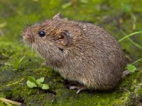 Vield vole (Microtus agrestis)  Vield vole (Microtus agrestis)  sitting : Microtus, agrestis, animal, biology, brown, close-up, color, countryside, cute, ecology, fauna, field, grass, green, habitat, mammal, mouse, natural, nature, pest, rodent, small, sweet, uk, vole, wild, wildlife