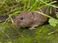 Vield vole (Microtus agrestis)  Vield vole (Microtus agrestis)  under grass : Microtus, agrestis, animal, biology, brown, close-up, color, countryside, cute, ecology, fauna, field, grass, green, habitat, mammal, mouse, natural, nature, pest, rodent, small, sweet, uk, vole, wild, wildlife