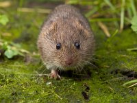 Vield vole (Microtus agrestis)  Vield vole (Microtus agrestis)  frontal : Microtus, agrestis, animal, biology, brown, close-up, color, countryside, cute, ecology, fauna, field, grass, green, habitat, mammal, mouse, natural, nature, pest, rodent, small, sweet, uk, vole, wild, wildlife
