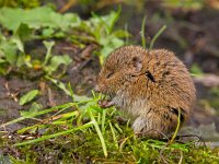 Vield vole (Microtus agrestis)  Vield vole (Microtus agrestis)  eating : Microtus, agrestis, animal, biology, brown, close-up, color, countryside, cute, eat, eating, ecology, fauna, feed, feeding, field, food, forage, grass, green, habitat, mammal, mouse, natural, nature, pest, rodent, small, sweet, uk, vole, wild, wildlife