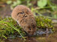 Vield vole (Microtus agrestis)  Vield vole (Microtus agrestis)  drinking : Microtus, agrestis, animal, biology, brown, close-up, color, countryside, cute, drink, drinking, ecology, fauna, field, grass, green, habitat, mammal, mouse, natural, nature, pest, rodent, small, sweet, uk, vole, wild, wildlife