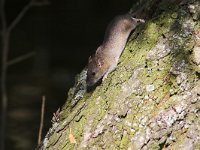 Mus musculus, House Mouse