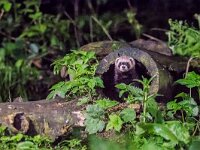 Mustela putorius 21, Bunzing, adult, Vledder, Saxifraga-Theo Verstrael