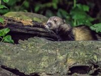 Mustela putorius 23, Bunzing, adult, Vledder, Saxifraga-Theo Verstrael