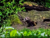 Mustela putorius 24, Bunzing, adult, Vledder, Saxifraga-Theo Verstrael