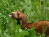 Mustela putorius 30, Bunzing, Saxifraga-Mark Zekhuis