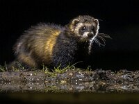 European polecat in darkness  European polecat (Mustela putorius) in darkness under natural nocturnal circumstances. : Netherlands, adult, animal, background, bank, beautiful, black, brown, carnivore, cat, catch, common, cute, dark, darkness, environment, europe, european, evening, face, fauna, ferret, fitch, flash, flashlight, forest, habitat, hair, head, killing, mammal, mustela, mustelid, natural, nature, night, nocturnal, outdoor, polecat, predator, putorius, riverbank, single, species, steppe, uk, water, wild, wildlife