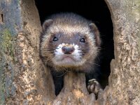 European Ferret portrait  European Ferret (Mustela putorius) looking from its burrow in the camera : alone, animal, background, beast, borrow, brown, burrow, cavity, cute, den, domestic, european, ferret, ferrets, front, funny, fur, furo, hole, horizontal, isolated, life, looking, male, mammal, mustela, natural, nature, one, outside, people, pet, polecat, polecats, portrait, posing, predator, putorius, shot, studio, sweet, vertebrate, view, white, wild, wildlife, young