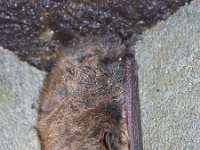 Myotis brandtii, Brandt s Bat
