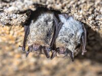 Hibernating long-eared bats in a cold cellar  Brown long-eared bat, common long-eared bat (Plecotus auritus). Two hibernating bats in a cellar in winter. Drenthe, Netherlands. : Netherlands, animal, auritus, background, bat, bats, brown, bunker, cave, cavity, ceiling, cellar, chiroptera, closeup, dark, dungeon, ear, environment, europe, european, fauna, hanging, hibernate, hibernating, hibernation, long-eared, mammal, mouse, nature, night, nocturnal, outdoors, perched, plecotus, single, sleep, sleeping, species, stone, underground, vampire, wild, wildlife, winter, wintering