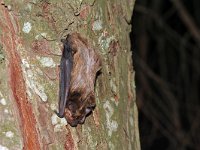 Nyctalus leisleri, Leisler s Bat